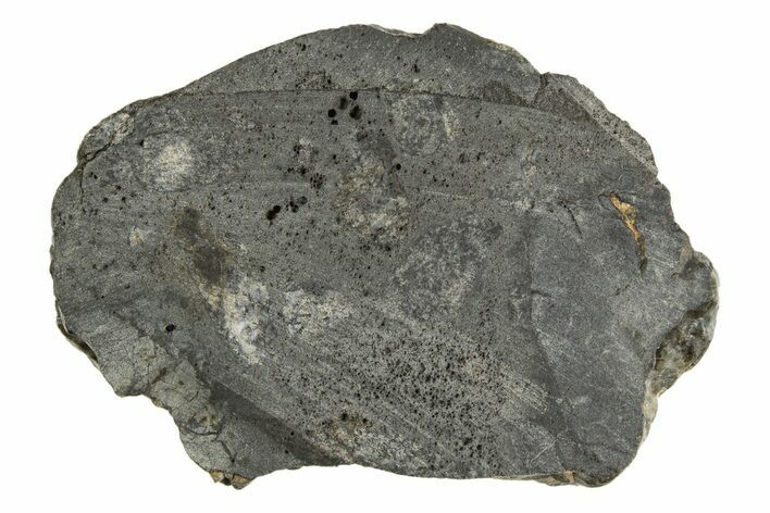 Eucrite Meteorite ( g) Section - From Vesta Minor-Planet #304276